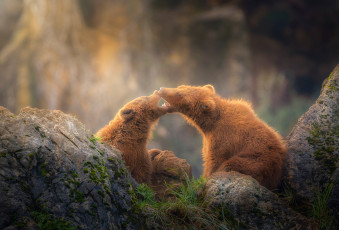Картинка животные медведи два медведя камни
