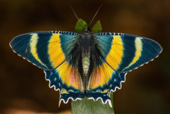Картинка животные бабочки +мотыльки +моли травинка крылышки бабочка макро фон