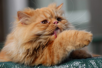 Картинка животные коты пушистый лапка лизун рыжий кот котэ котейка