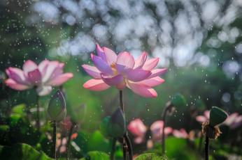 Картинка цветы лотосы боке природа солнце блики розовые