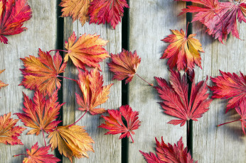 Картинка природа листья осенние кленовые
