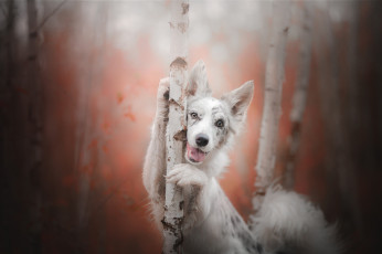 Картинка животные собаки радость австралийская овчарка аусси боке деревья осень взгляд собака берёзы