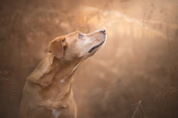Картинка животные собаки собака фон боке морда