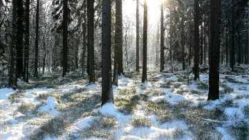 Картинка природа лес снег сосны