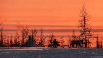Картинка разное люди олени оленевод упряжка зима север небо закат снег деревья юрта