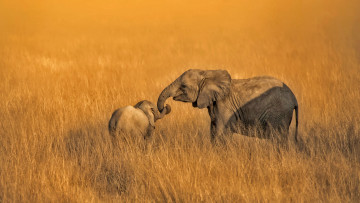 обоя животные, слоны, амбосели, семья, национальный, парк, кения