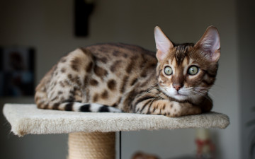 Картинка бенгальская+кошка животные коты породы короткошерстных кошек пятнистые кошки милые серая кошка домашние 4k бенгальская