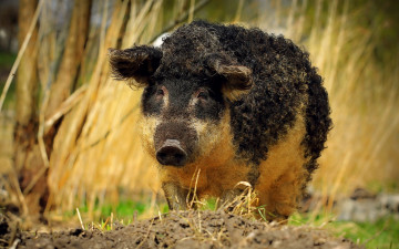 Картинка дикая+свинья животные свиньи +кабаны кудрявый кабан черная свинья вепрь дикое животное