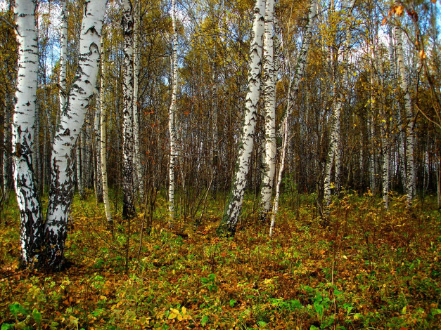 Обои картинки фото природа, лес, осень, березы