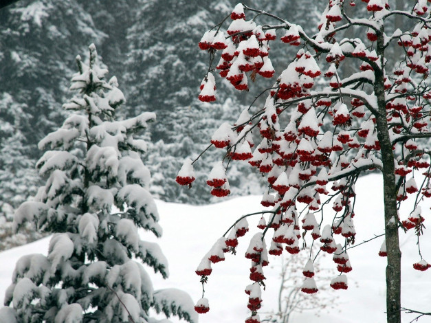 Обои картинки фото природа, зима, рябина, ягоды, снег