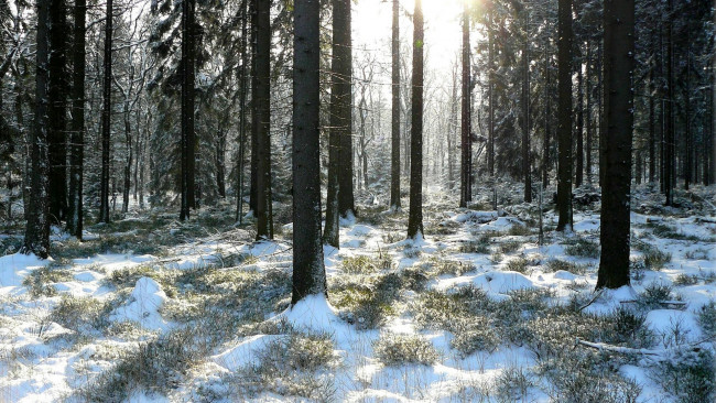 Обои картинки фото природа, лес, снег, сосны