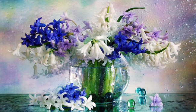 Обои картинки фото цветы, гиацинты, синий, белый