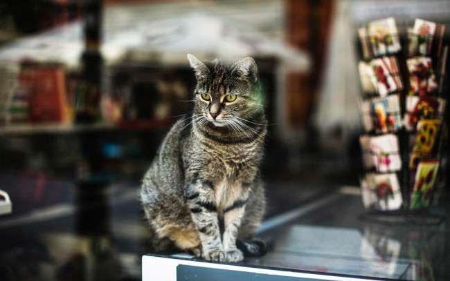 Обои картинки фото американский бобтейл, животные, коты, американская, кошка, бобтейл, 4к, витрина, магазин, домашняя, домашние