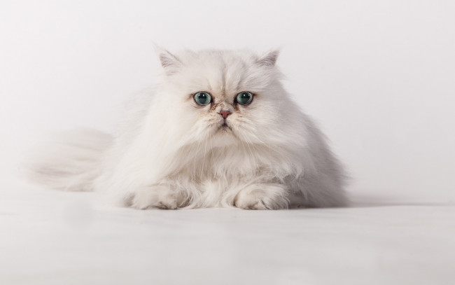 Обои картинки фото животные, коты, белый, кот, кошка