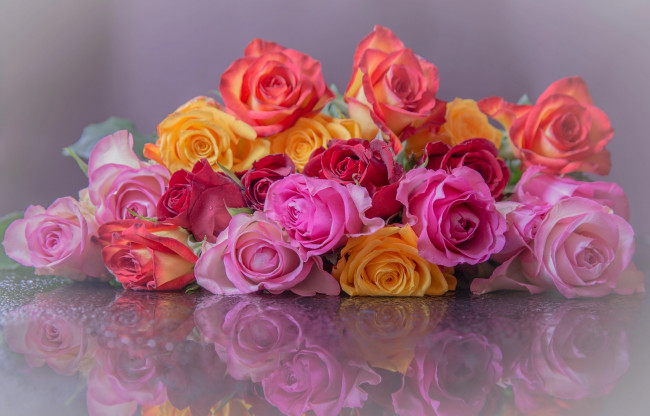 Обои картинки фото цветы, розы, отражение