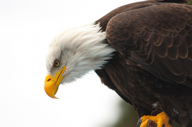 Обои картинки фото животные, птицы - хищники, bald, eagle, hunting, wildlife, beak, eye