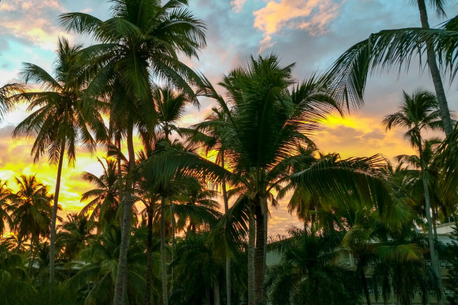 Обои картинки фото природа, тропики, небо, пальмы