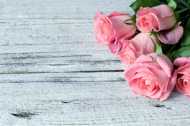 Обои картинки фото цветы, розы, розовый