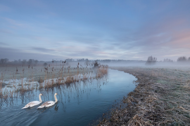Обои картинки фото животные, лебеди, туман, река