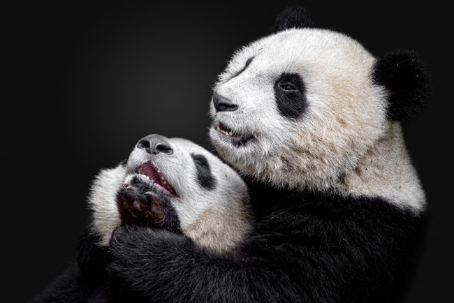 Обои картинки фото животные, панды, панда, большая, бамбуковый, медведь