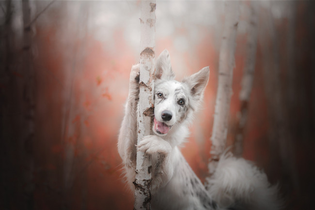 Обои картинки фото животные, собаки, радость, австралийская, овчарка, аусси, боке, деревья, осень, взгляд, собака, берёзы