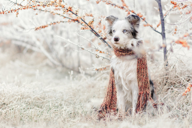 Обои картинки фото животные, собаки, трава, облепиха, куст, шарф, аусси, сидит, австралийская, овчарка, иней, сад, природа, зима, снег, собака