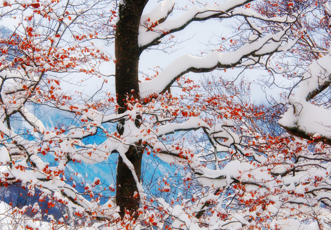 Обои картинки фото природа, деревья, winter, branches, snow, freeze, mountains, clouds, leaves, tree, frost