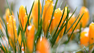 Картинка цветы крокусы первоцветы весна желтые