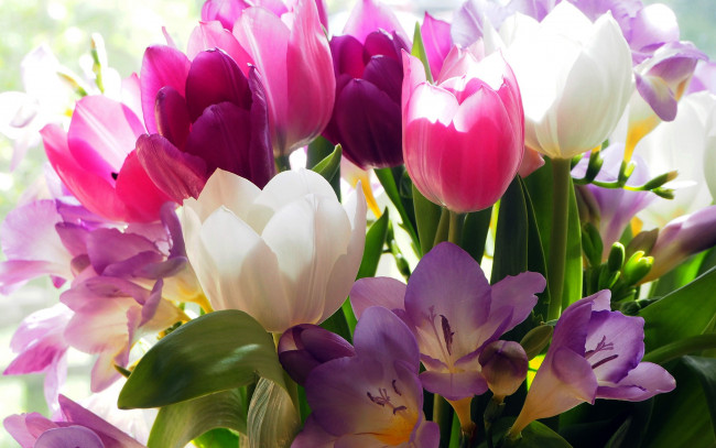 Обои картинки фото цветы, разные вместе, тюльпаны, фрезии