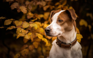 Картинка животные собаки собака ошейник осень ветки