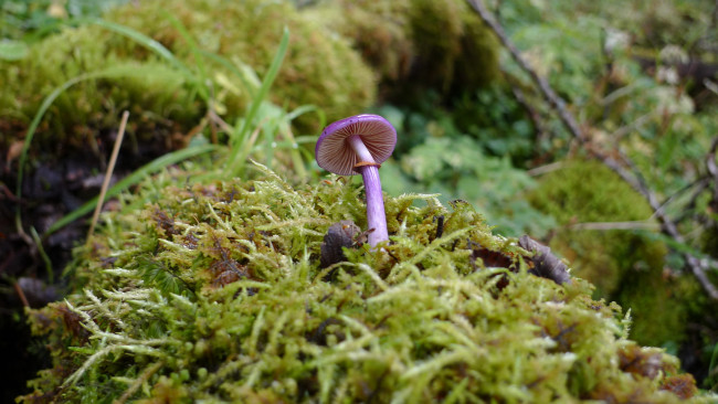 Обои картинки фото природа, грибы, фиолетовый, гриб, мох