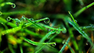 Картинка природа макро трава капли