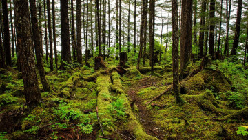 обоя temperate rainforest of hoonah, alaska, природа, лес, temperate, rainforest, of, hoonah