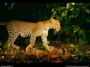 Картинка животные леопарды лес листва леопард