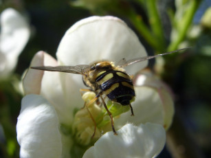 Картинка на подлете животные пчелы осы шмели