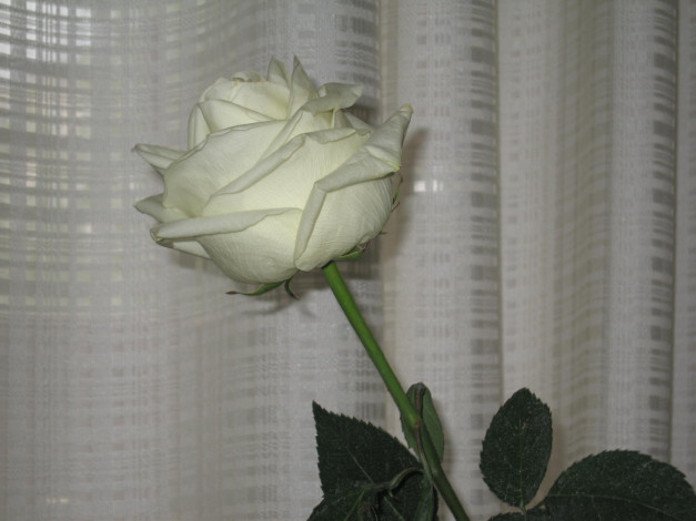 Обои картинки фото вам, милые, дамы, цветы, розы