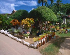 Картинка природа парк hawaii деревья аллея
