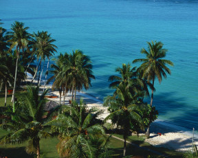 Картинка природа тропики hawaii побережье море пляж пальмы