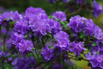 Картинка цветы рододендроны азалии фиолетовый ветки азалия