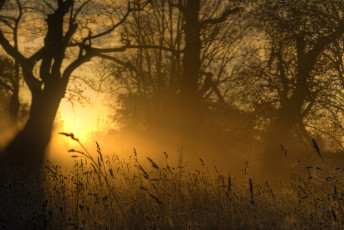 Картинка природа лес свет золотой трава вечер