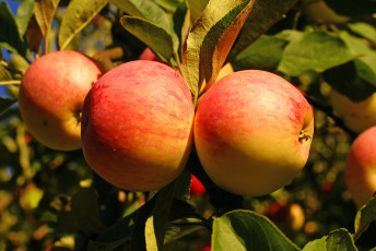 обоя природа, плоды, яблоки, красота, ветки, листья