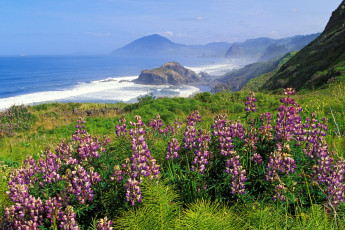 Картинка природа пейзажи горы калифорния люпин море сша