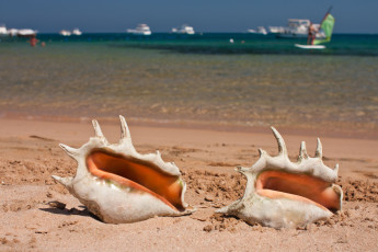 Картинка разное ракушки кораллы декоративные spa камни пляж