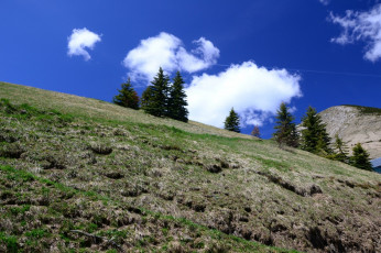 Картинка природа другое альпийский луг