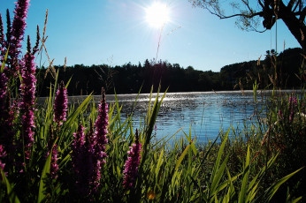 Картинка природа реки озера вода солнце цветы