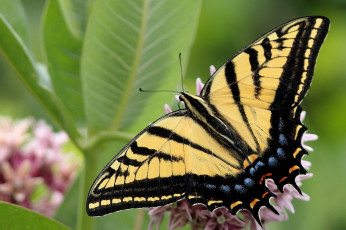 Картинка животные бабочки цветок крылья пестрый