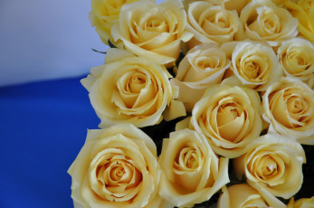 Картинка цветы розы бутоны жёлтые