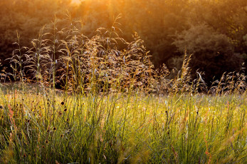 Картинка природа луга роса трава утро