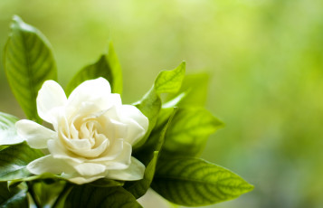 Картинка цветы гардения белый лепестки