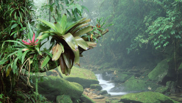 Картинка природа тропики ручей бразилия лес